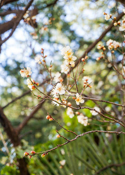 2026年2月20日の本町2丁目の草花様子2