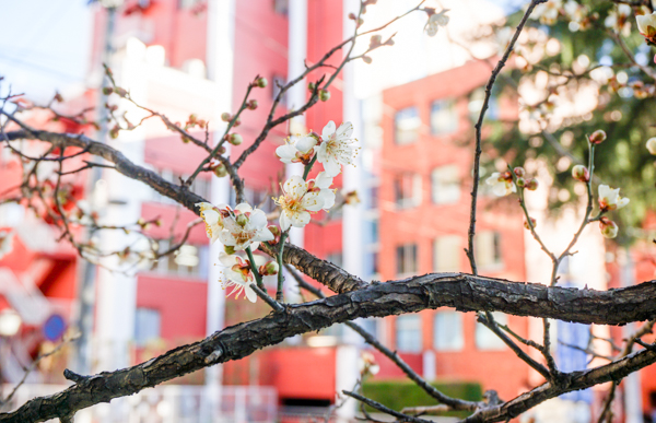 2026年2月20日の本町2丁目の草花様子1