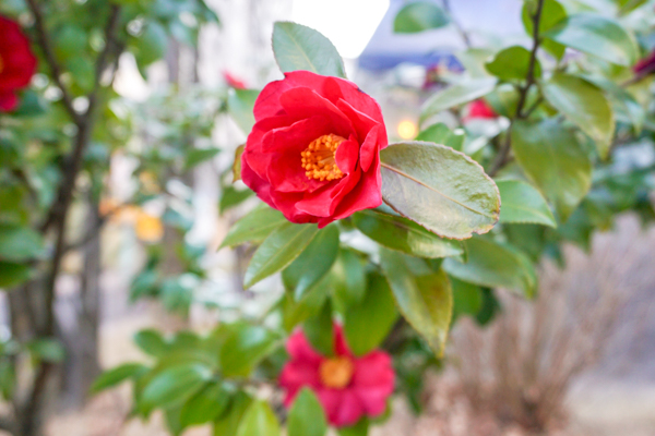 2026年2月20日の本町錦町公園の桜情報6