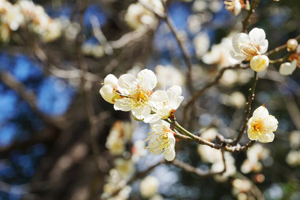 2026年3月5日の錦町公園の草花様子1