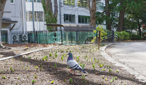 2026年3月5日の錦町公園の草花様子4