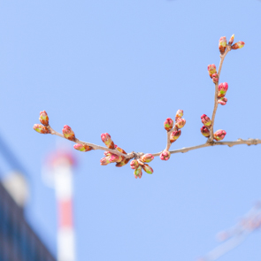 sakura_2022-02.jpg