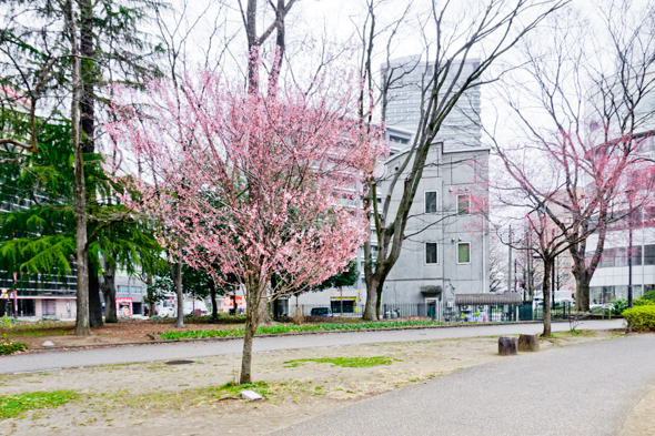 sakura_2022-04.jpg