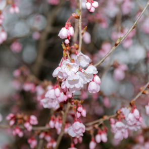 sakura_2022-06.jpg