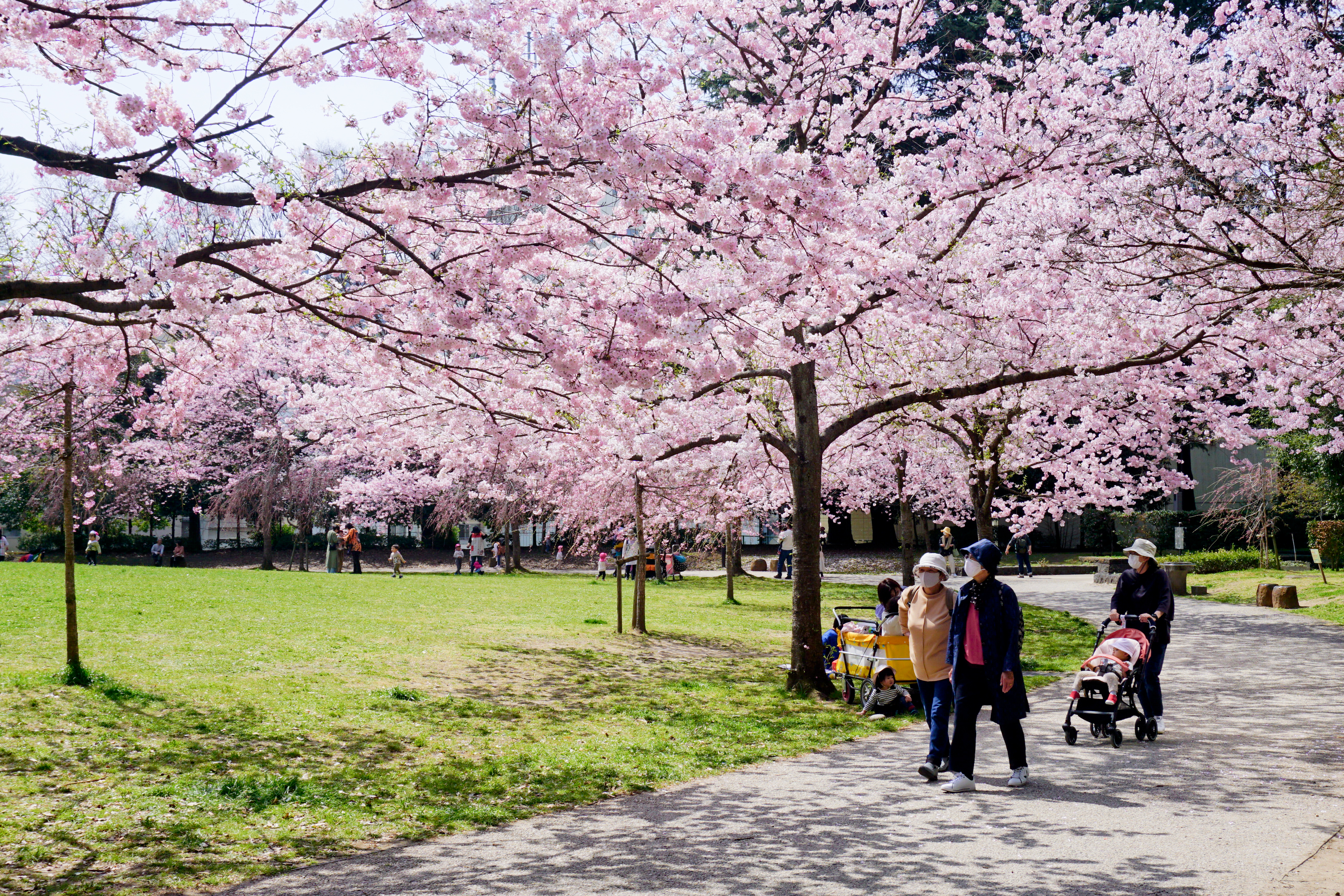 sakura_2022-07.jpg