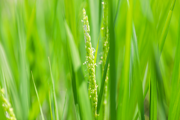 本町の有志による草取りの様子4