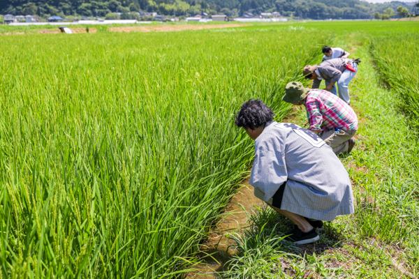 本町の有志による草取りの様子1