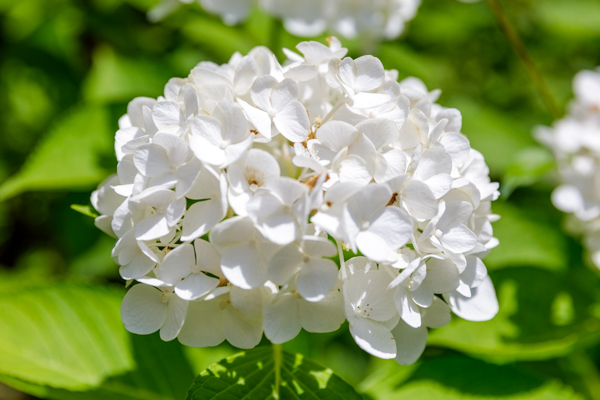 錦町公園の入り口に咲く花