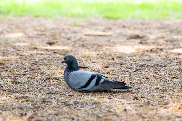 錦町公園で涼むハト