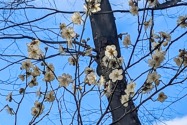 本町錦町公園の梅1