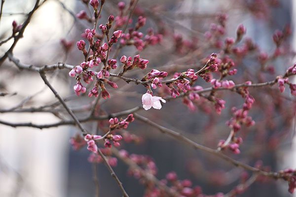 錦町公園の桜1