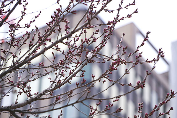 錦町公園の桜2