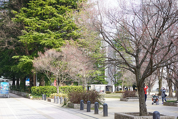 錦町公園の桜3