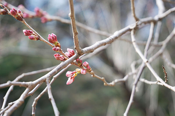 錦町公園の桜4