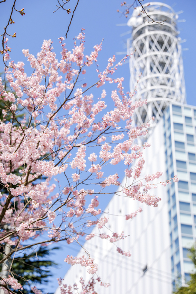 錦町公園の桜3