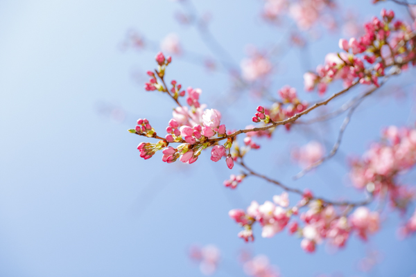 錦町公園の桜2