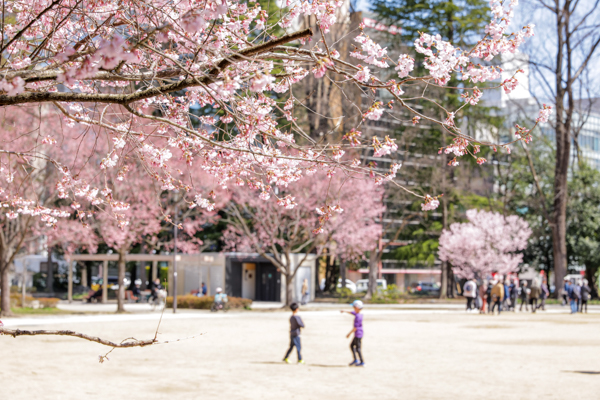 錦町公園の桜1