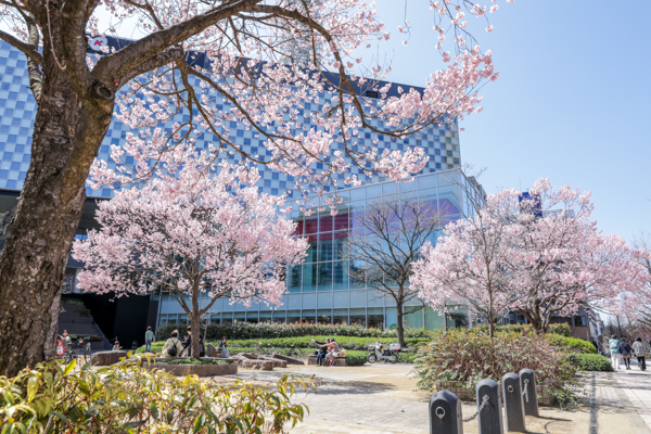 錦町公園の桜3