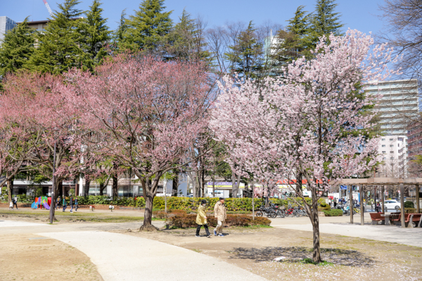 錦町公園の桜2