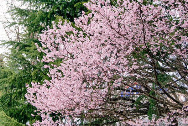 錦町公園の桜2