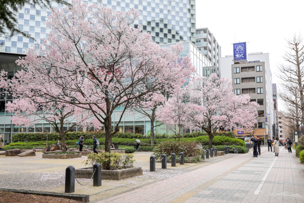 錦町公園の桜2