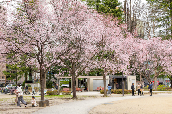 野点茶会in錦町公園の写真3