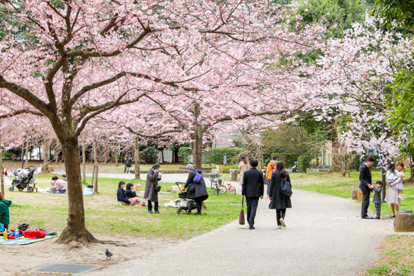 錦町公園の桜3