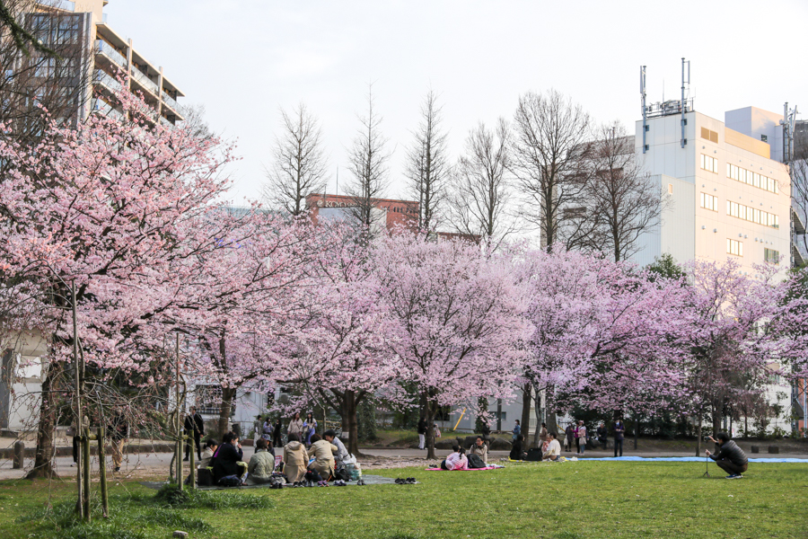 錦町公園の桜3