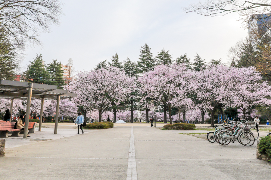 錦町公園の桜1