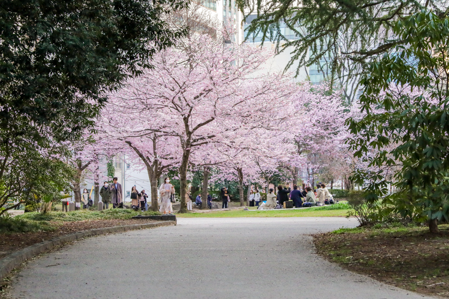 錦町公園の桜2