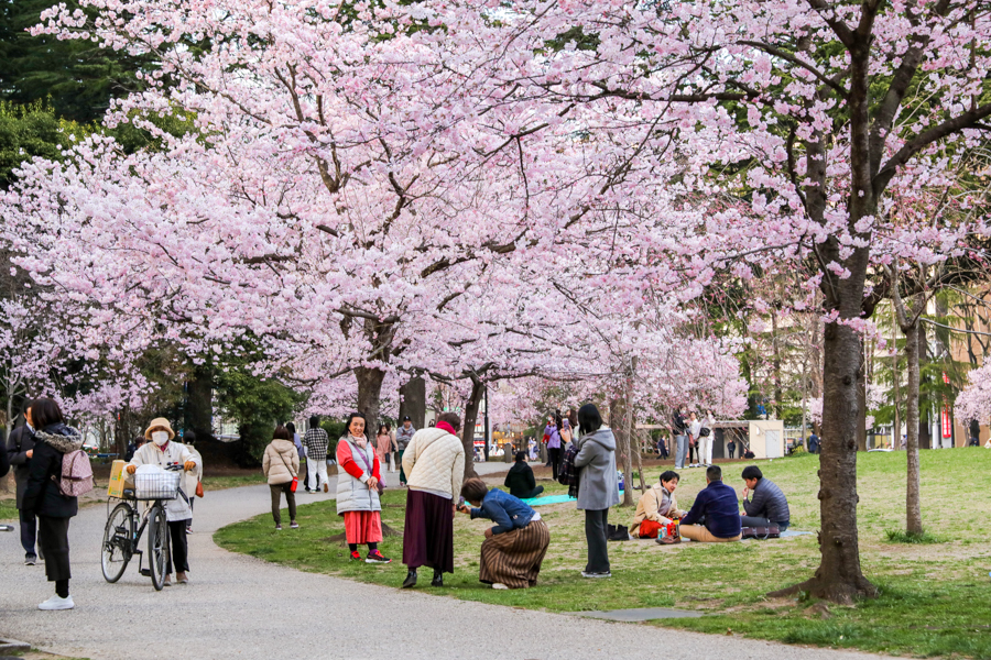 錦町公園の桜4