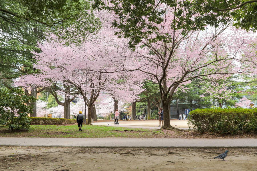 錦町公園の桜1