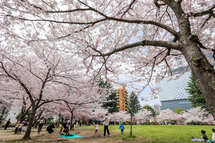 錦町公園の桜2