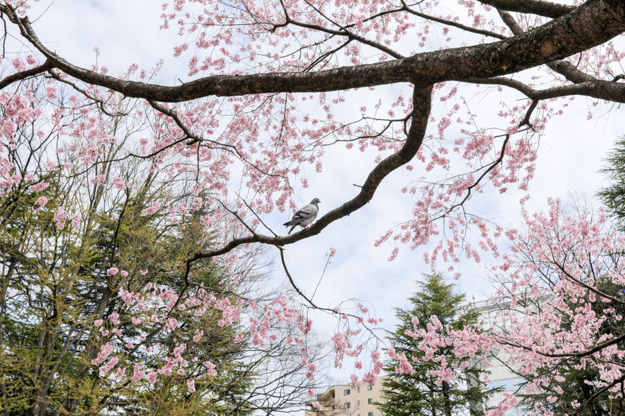 錦町公園の桜3