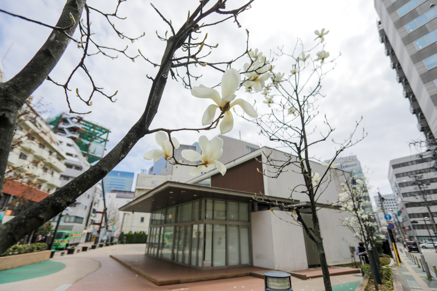 錦町公園の桜4