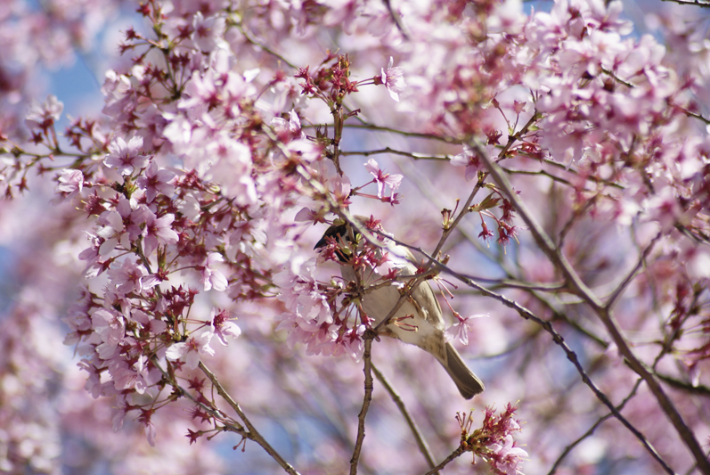 錦町公園の桜1