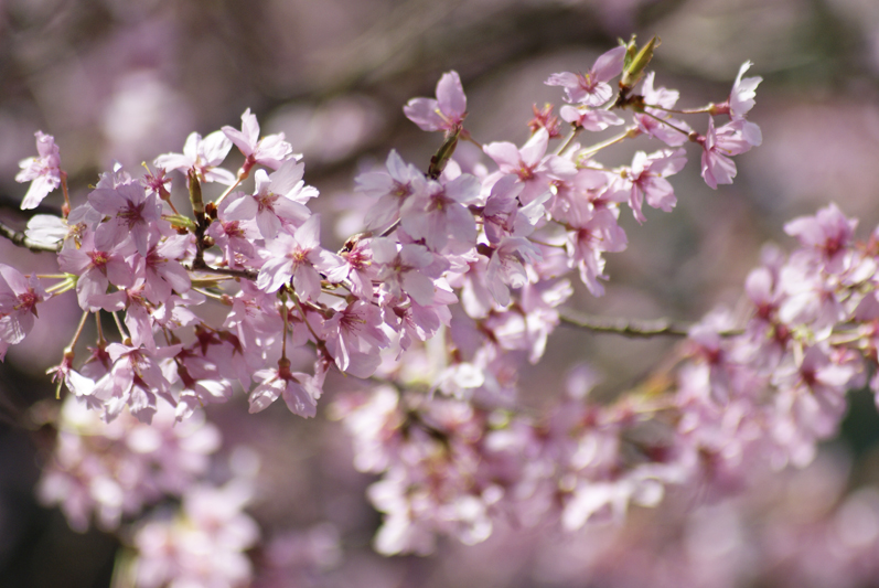 錦町公園の桜4