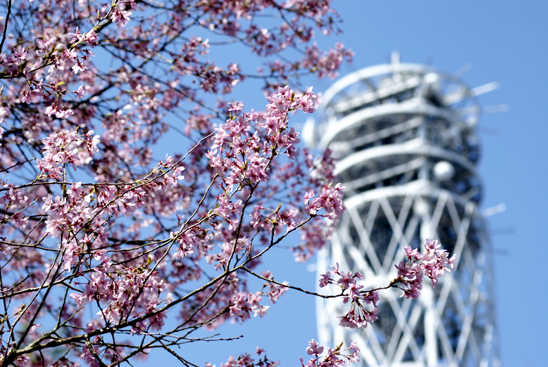 錦町公園の桜3