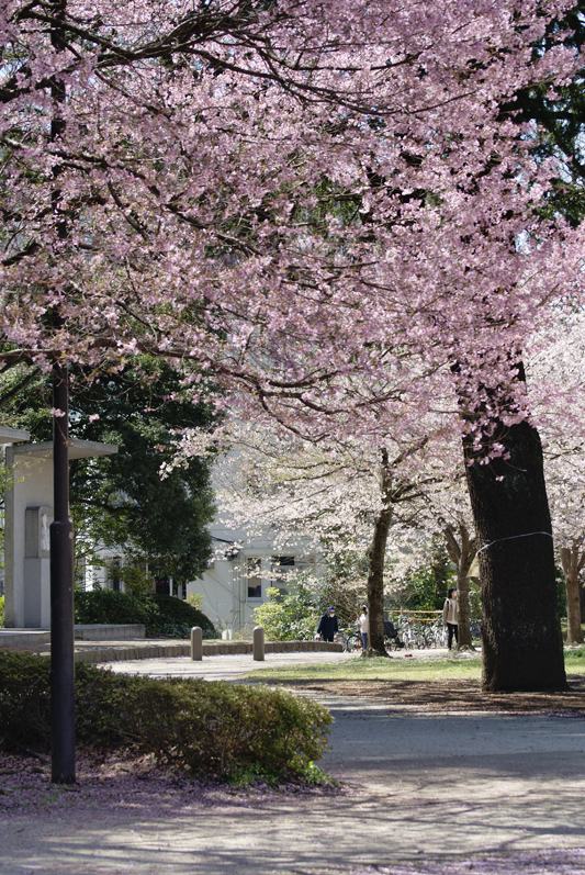 錦町公園の桜2