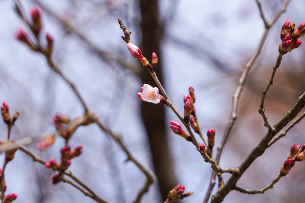 錦町公園の桜4