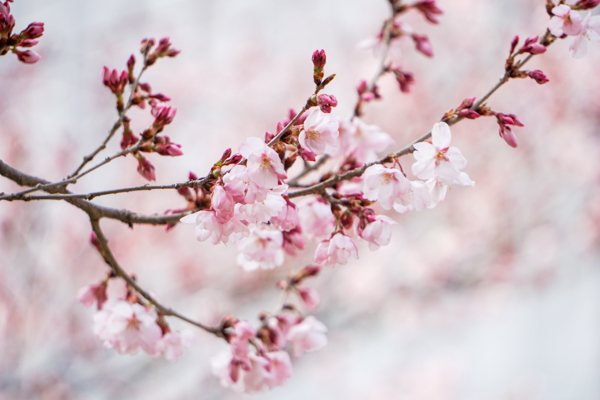 錦町公園の桜1