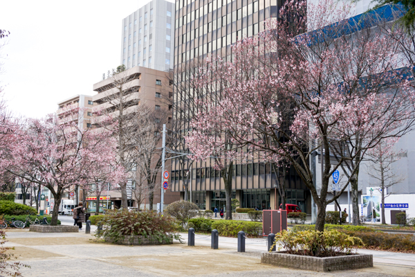 錦町公園の桜2