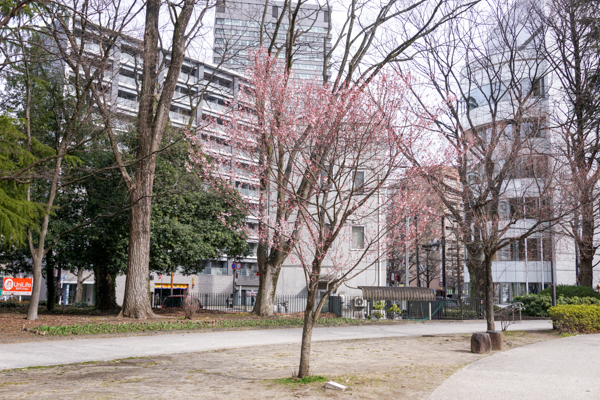 錦町公園の桜3