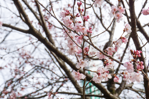 錦町公園の桜5