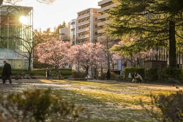 錦町公園の桜1