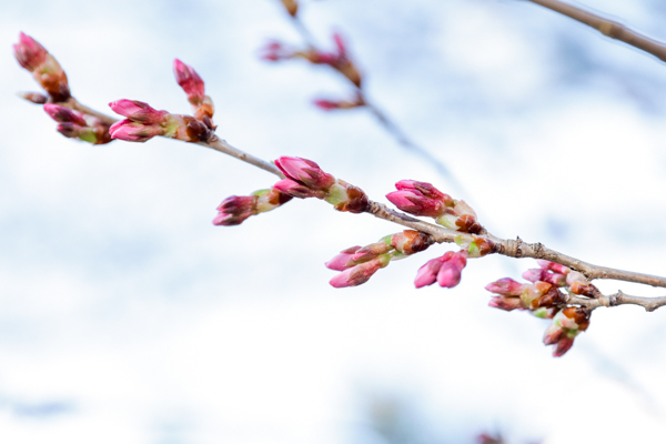 錦町公園の桜3