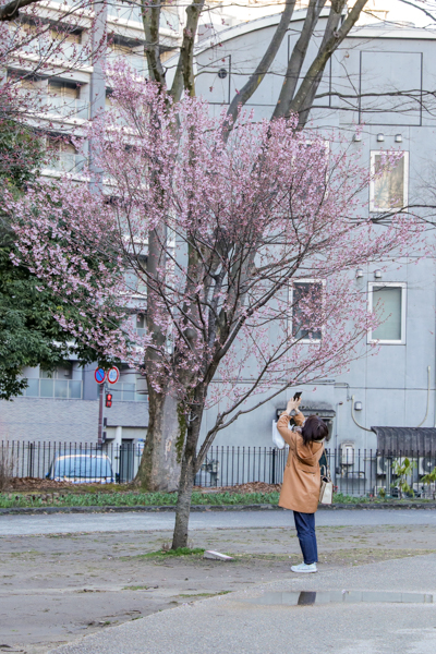 錦町公園の桜2